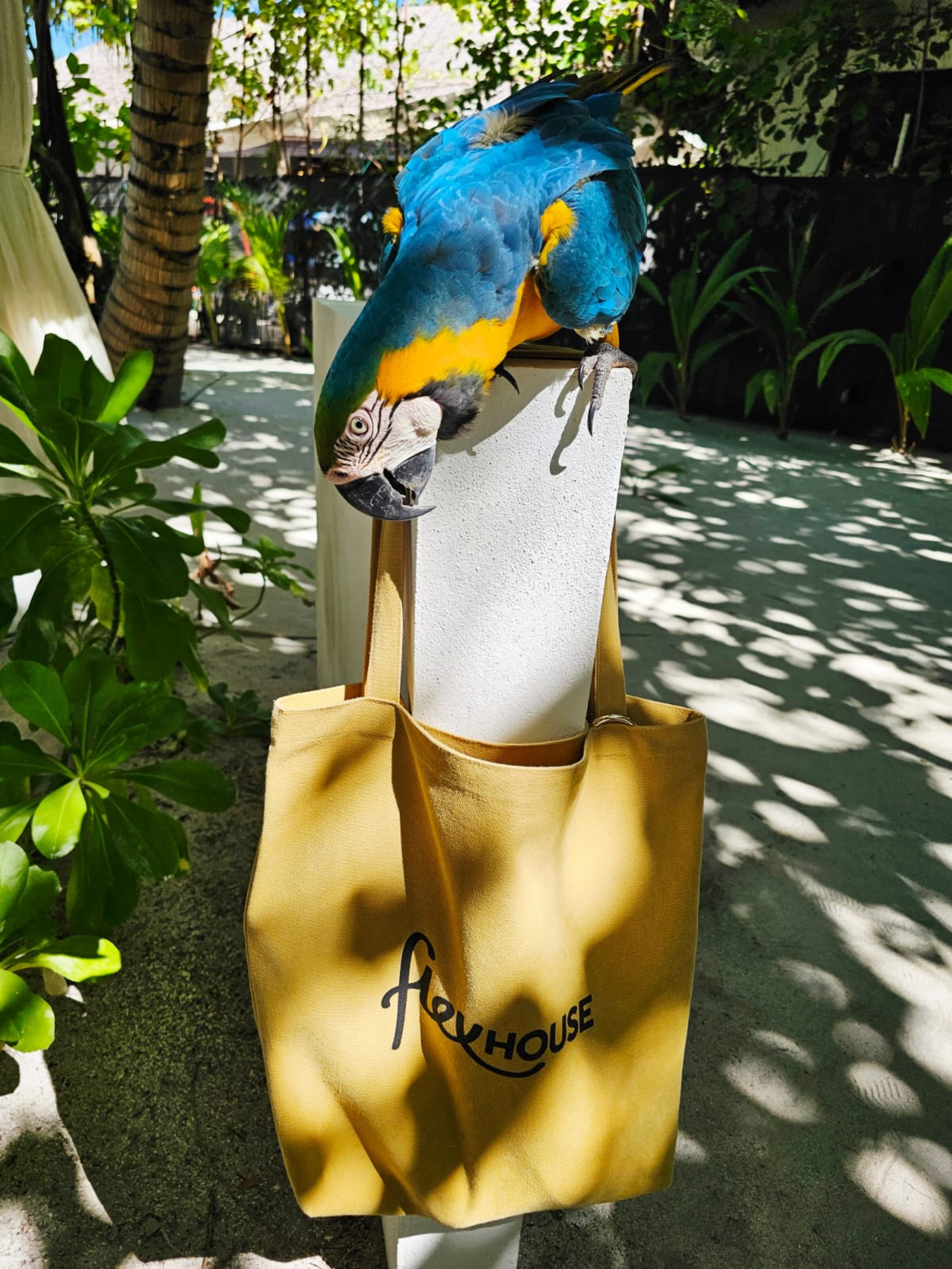 Flexhouse-tote-bag-photo-contest-2025_1st-place